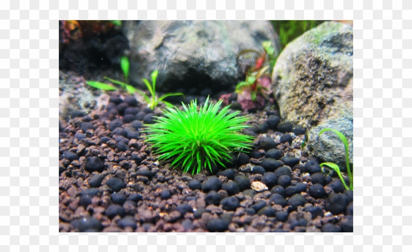 Eriocaulon Ratonagiriuni Freshwater Plants, Planted - Eriocaulon Black Ball Clipart
