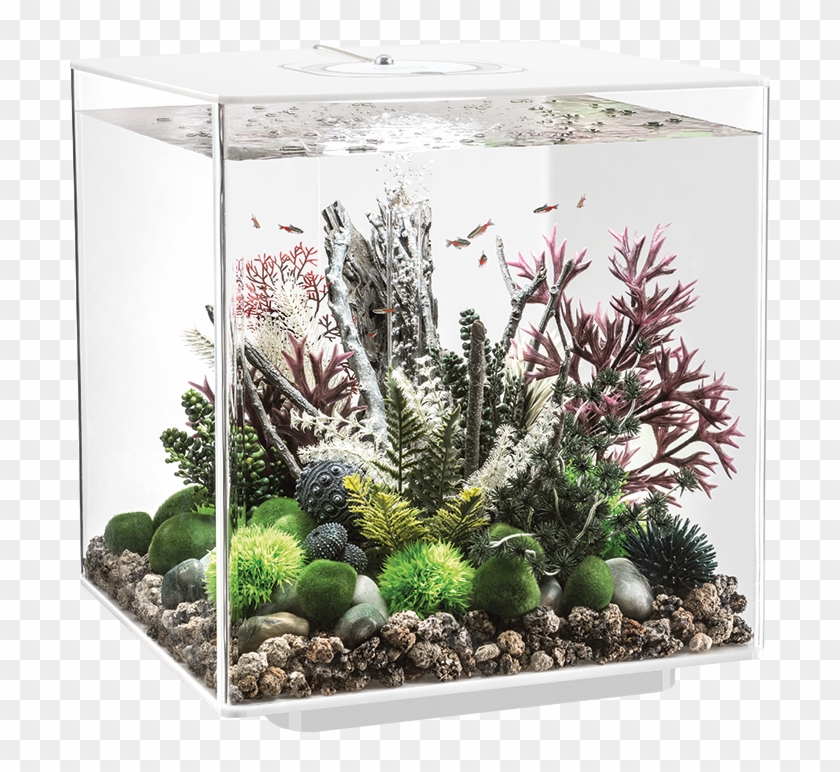 Biorb Cube - Biorb Aquarium Clipart #3832996