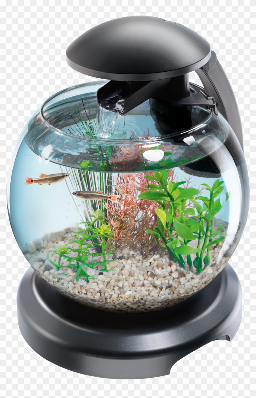 Aquarium Png - Aquarium Tetra Cascade Globe Clipart #3833259