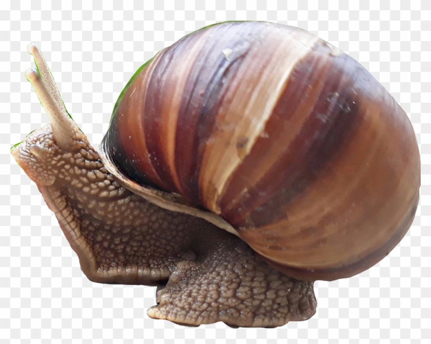 #snail #caracol - Lymnaeidae Clipart #3834126