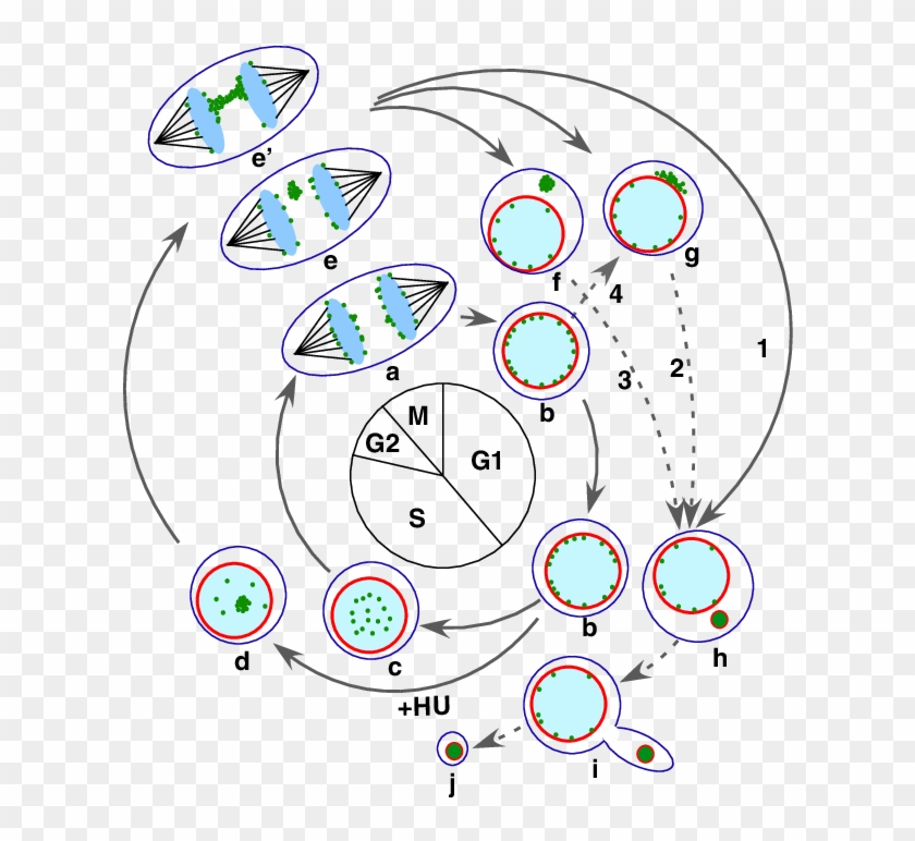 Intracellular Behaviour Of Dms And The Generation Of - Circle Clipart