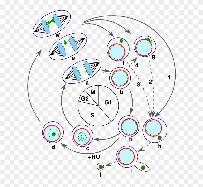 Intracellular Behaviour Of Dms And The Generation Of - Circle Clipart #3836657