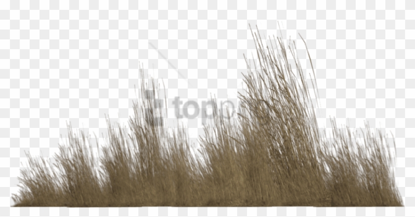 Free Png Transparent Tall Grass Png Image With Transparent - Tall Grass Grass Png Clipart #3837780