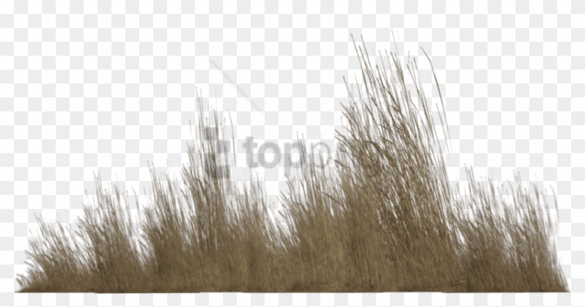 Free Png Transparent Tall Grass Png Image With Transparent - Tall Grass Grass Png Clipart