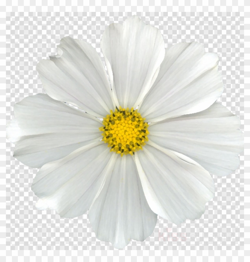 Good Flower, Daisy, Transparent Png Image &amp - Santa Claus Beard Png Clipart #3838153
