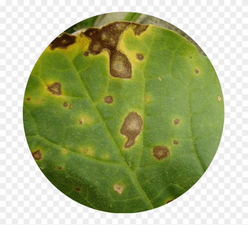 Alternaria - Plant Pathology Clipart #3839024