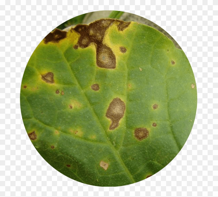 Alternaria - Plant Pathology Clipart
