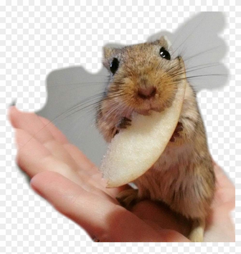 Rock Pocket Mouse Clipart