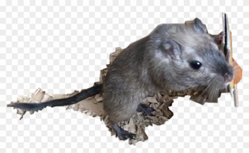 Mouse Clipart #3840875
