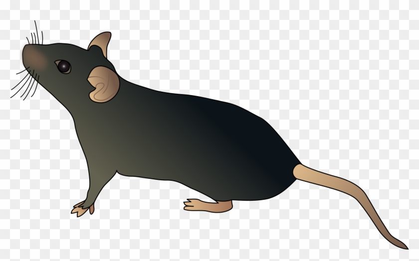 File Sideways Schematic - Mouse Svg Clipart #3841791