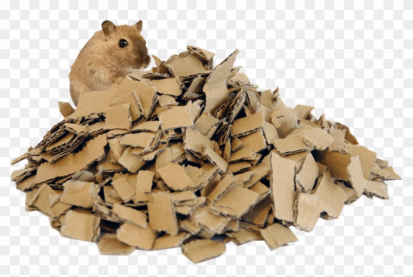 Kangaroo Rat Clipart #3841960