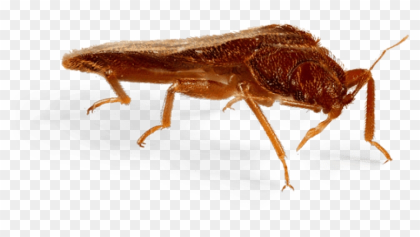 Bed Side View Png Bed Frame Home Display Schematic - Transparent Bed Bug Png Clipart