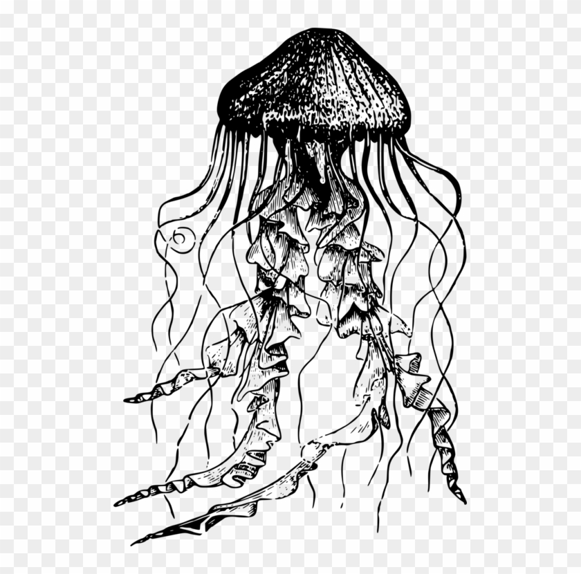 Immortal Jellyfish Drawing Pencil Poster Clipart