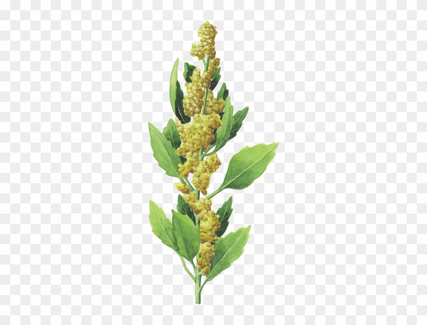 Kaffee Grafik - Quinoa Plant Png Clipart