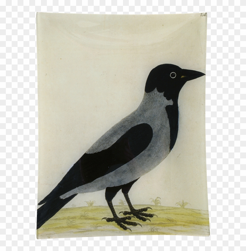 Royston Crow John Derian Company Inc - Crow Clipart #3844920