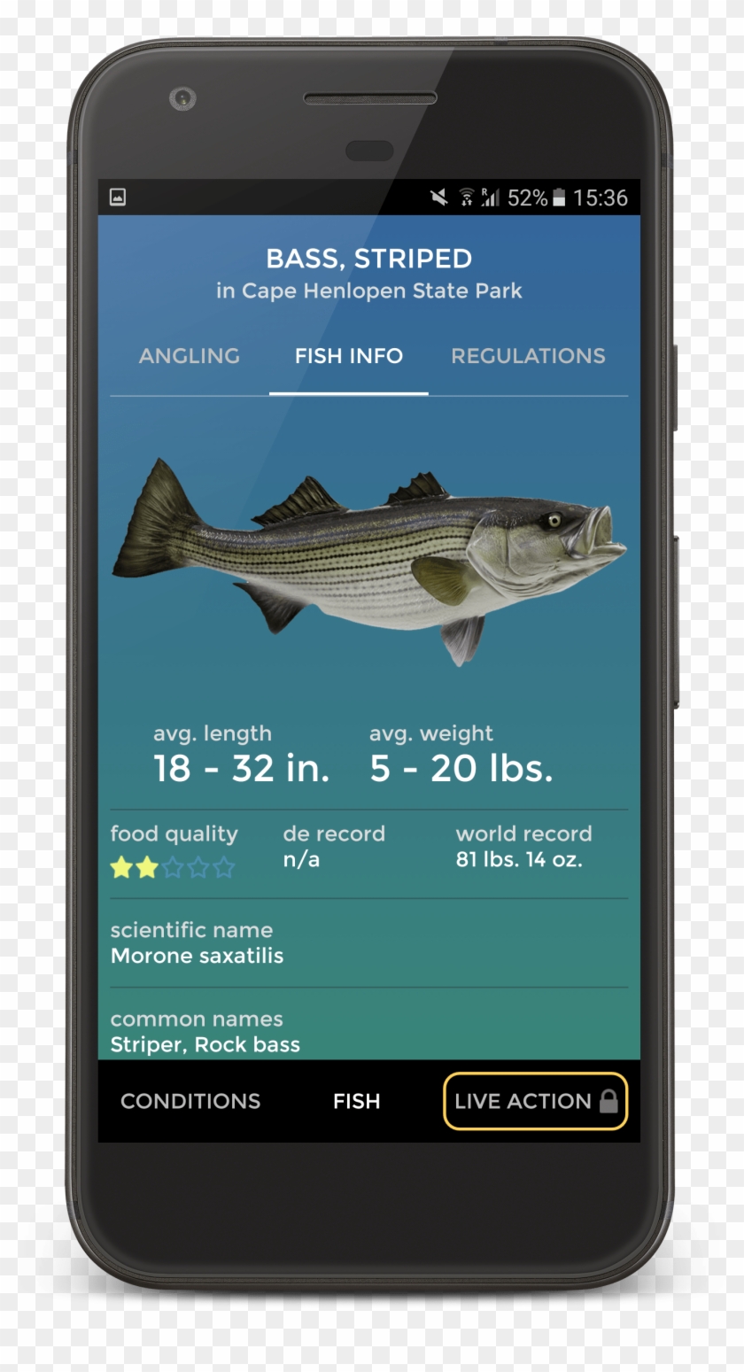 Pro Angler App Fish Info - Pacific Sturgeon Clipart