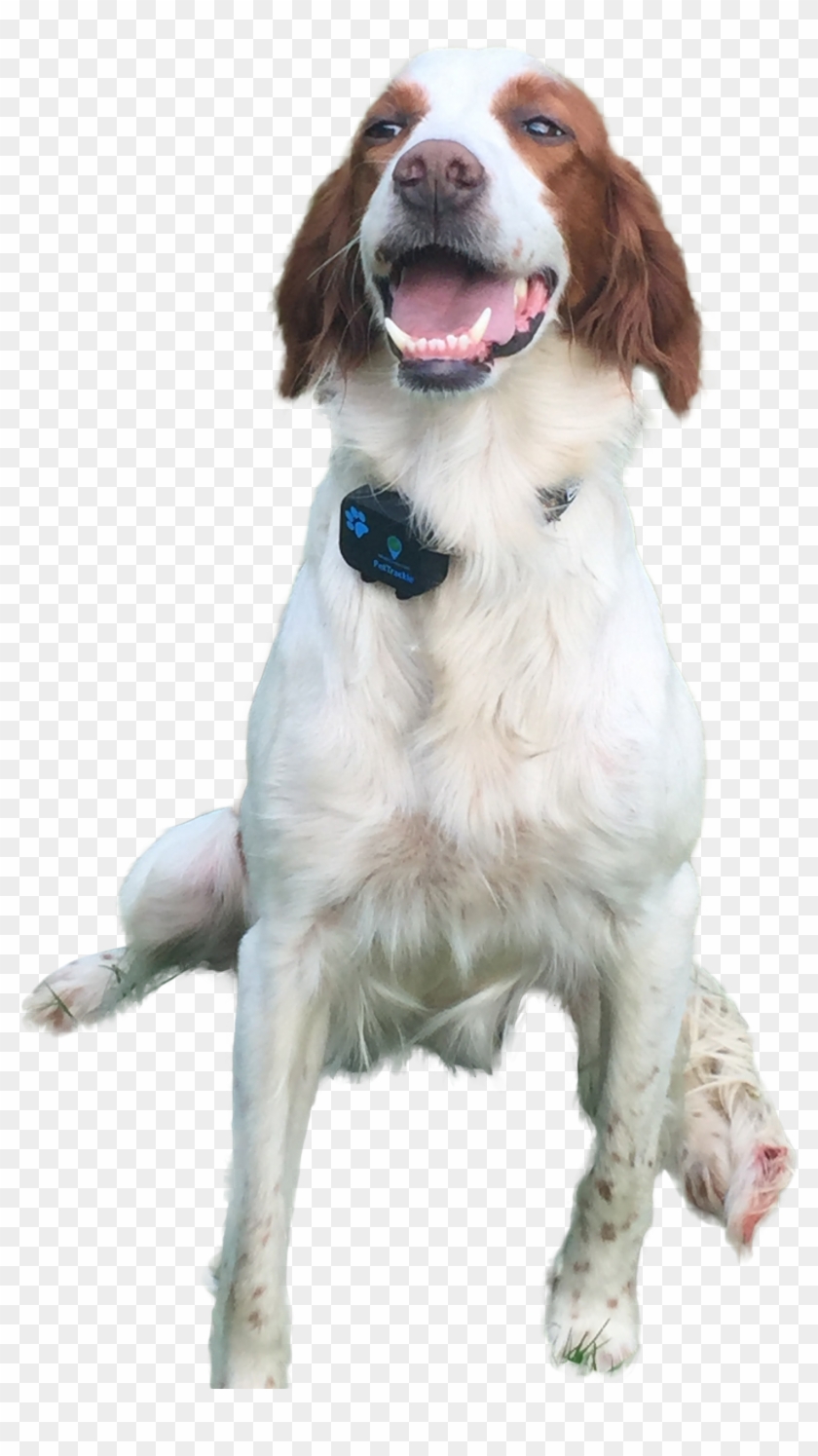 Pet Collar Png Clipart