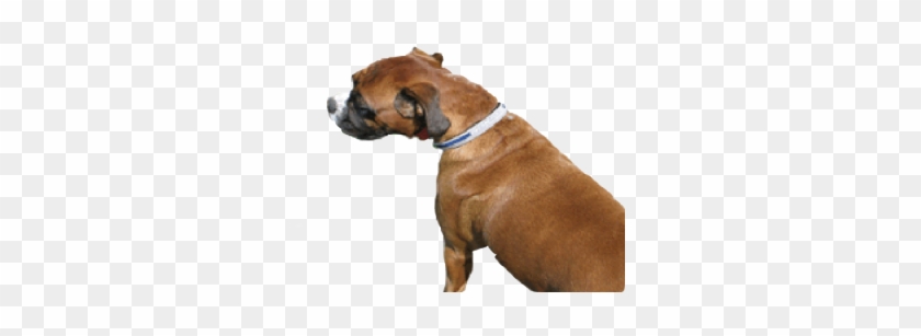 Pet Collar Extra Large - Companion Dog Clipart #3849282