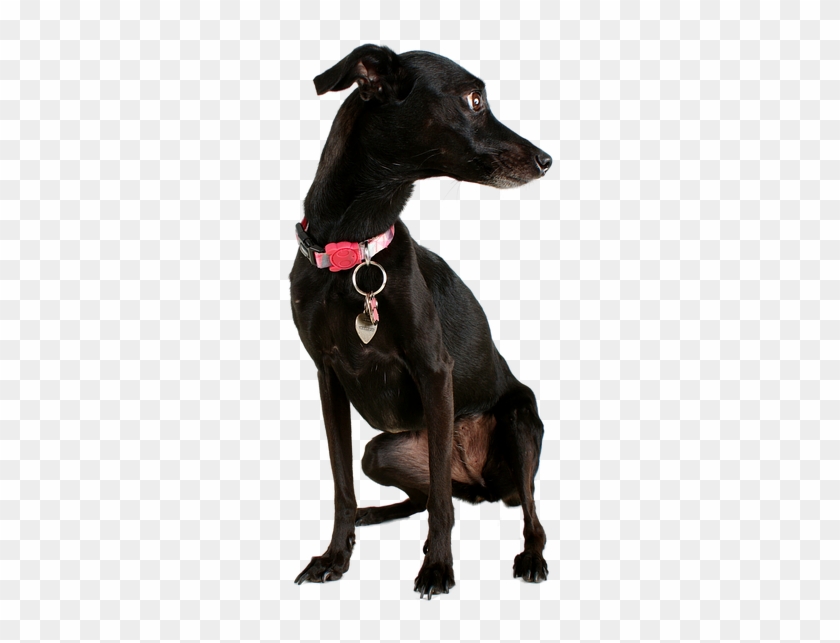 Dog Black Dog Pet Mutt Black Animal Cute Canine - Perro Negro Png Clipart #3849382