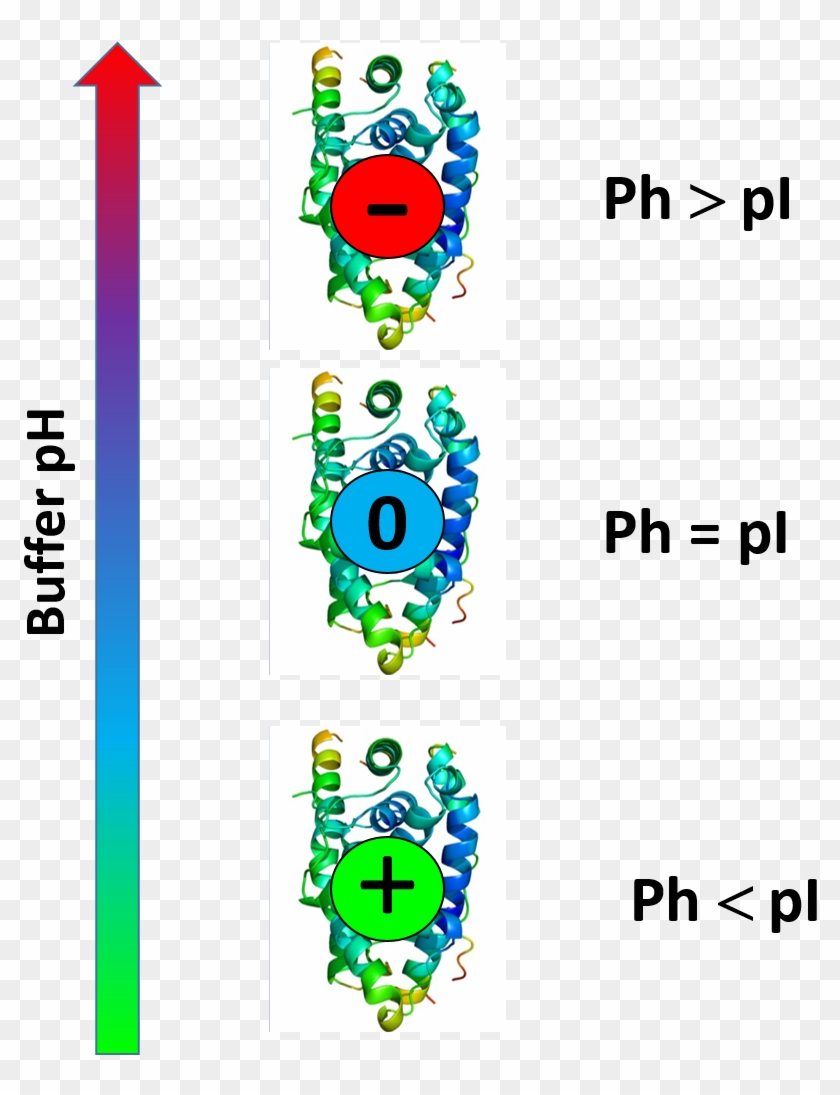 Protein Charge Is Function Of Buffer Ph - Pi Ph Clipart #3850829