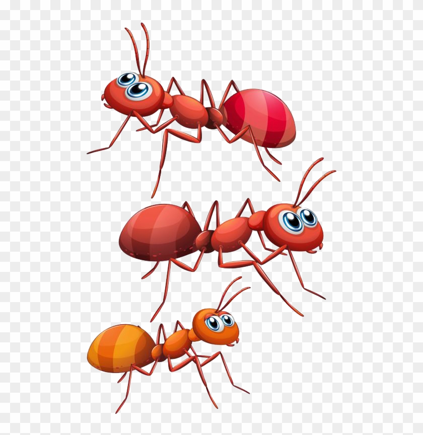 Ant Png - Ants Png Clipart Transparent Png