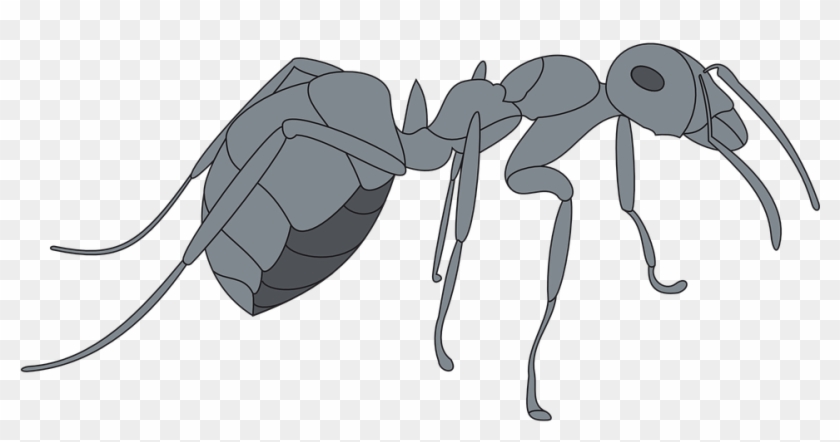 Gray View Ant Side Insect Legs - Gray Ant Clipart #3870777