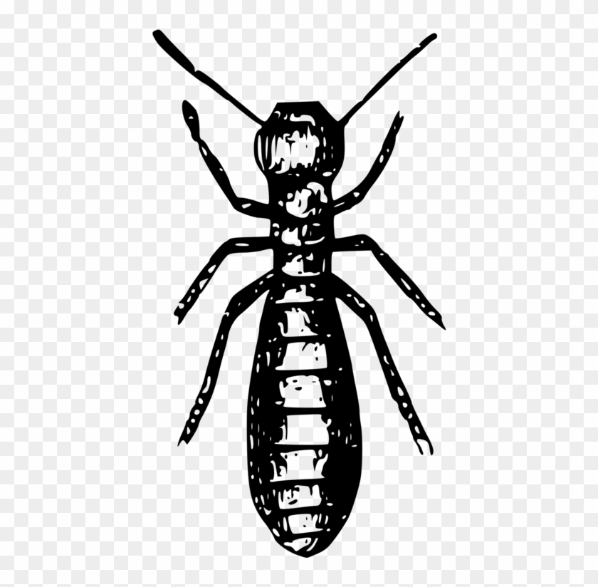 Social Insects Ant Termite Pest - Gambar Animasi Rayap Clipart