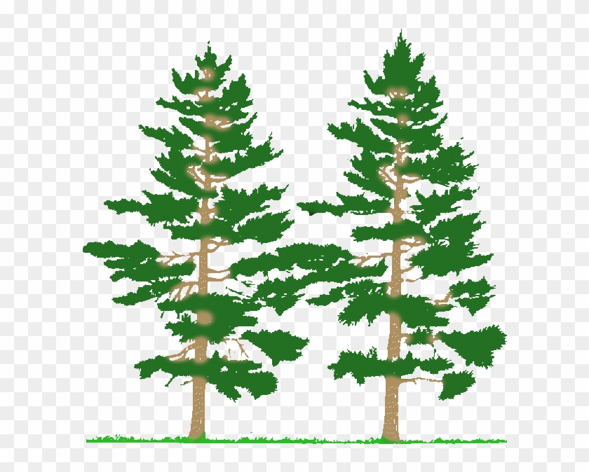 Cnc Pine Tree Scenery Clipart & Clip Art Images - Coniferous Forest Clip Art - Png Download #3871279