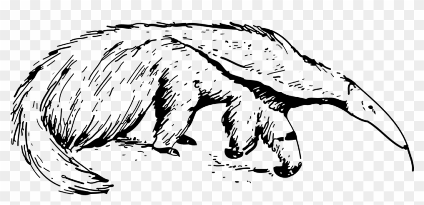 Anteater Clipart - Png Download