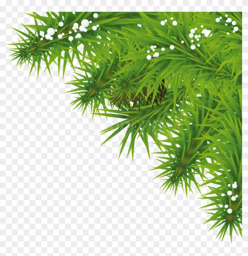 Download Fir Tree Clipart Png Photo - Png Tree Background Hd Transparent Png