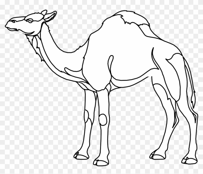 Gambar Unta Hitam Putih Besar Clipart