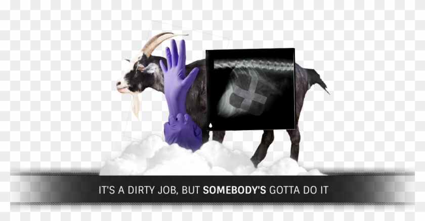 It's A Dirty Job, But Somebody's Gotta - Dog Spine X Ray Clipart #3873570