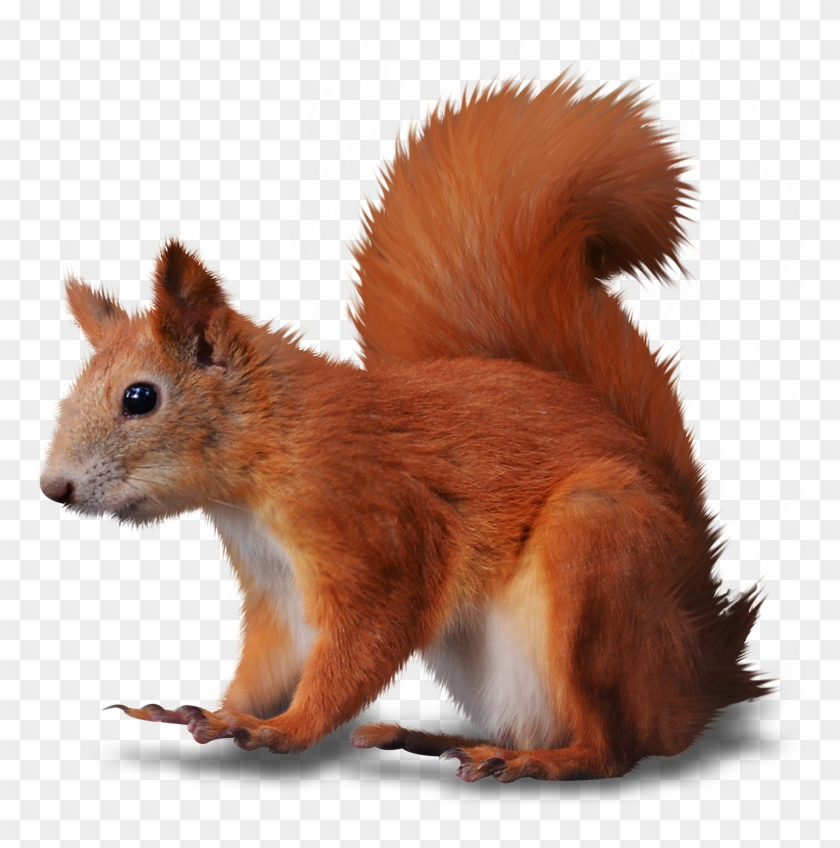 Cosas Para Photoscape Imgenes Para Photoscape Photoshop - Esquilo Png Clipart