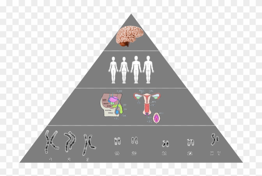 “so To Start, I'd Like To Propose We Segment The Human - Graphic Design Clipart