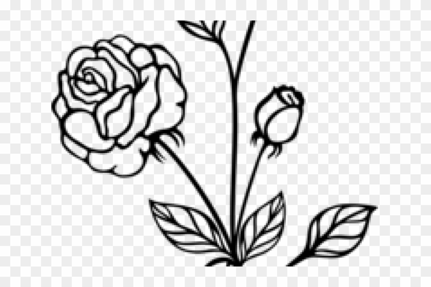 Drawn Rose Bush Black And White - Black And White Rose Transparent Clipart