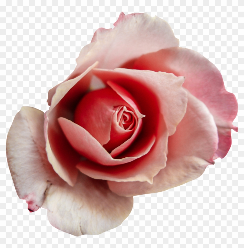 Garden Roses Clipart