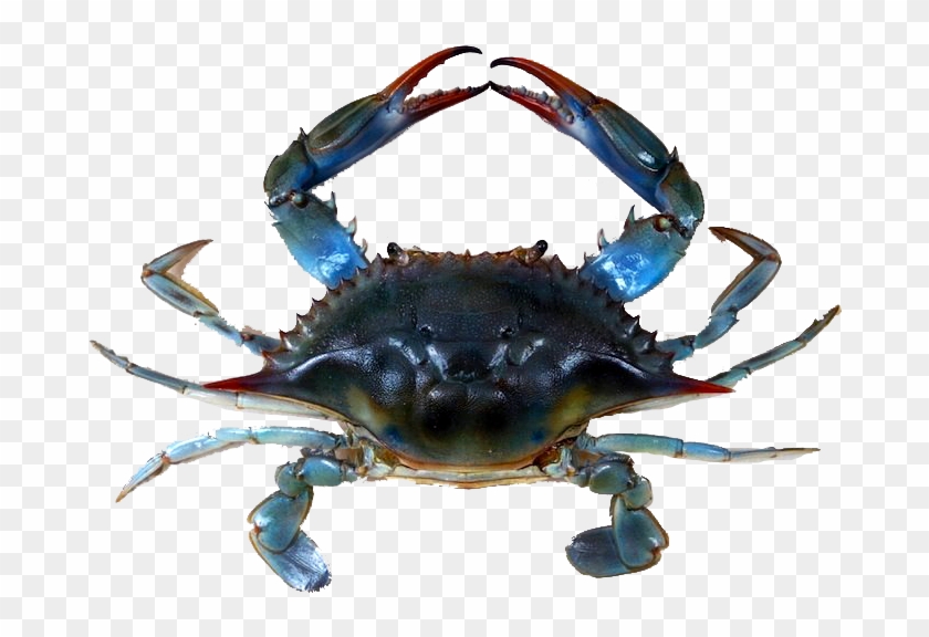 Blue Crabmeat - Jersey Blue Claw Crabs Clipart #3878319