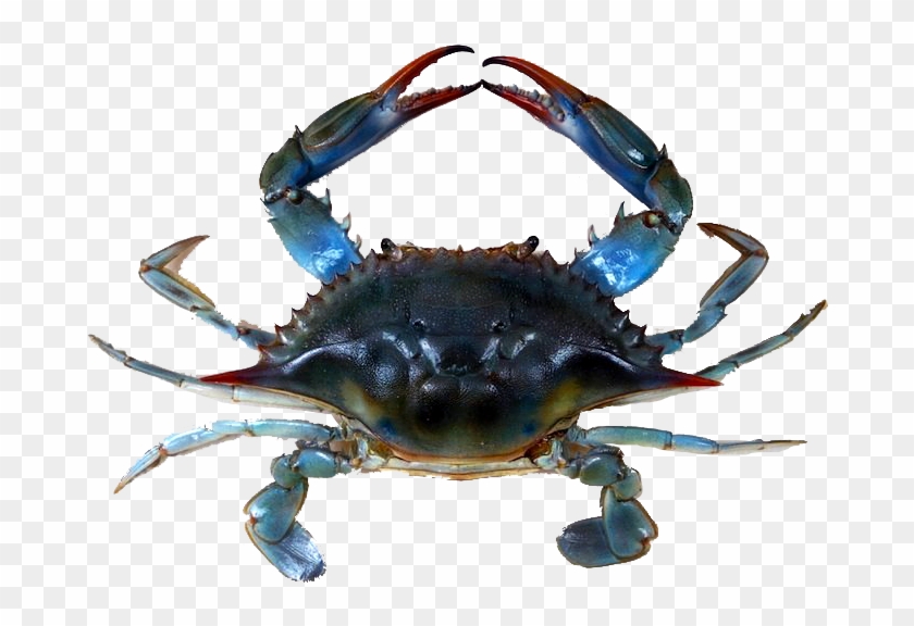Blue Crabmeat - Jersey Blue Claw Crabs Clipart