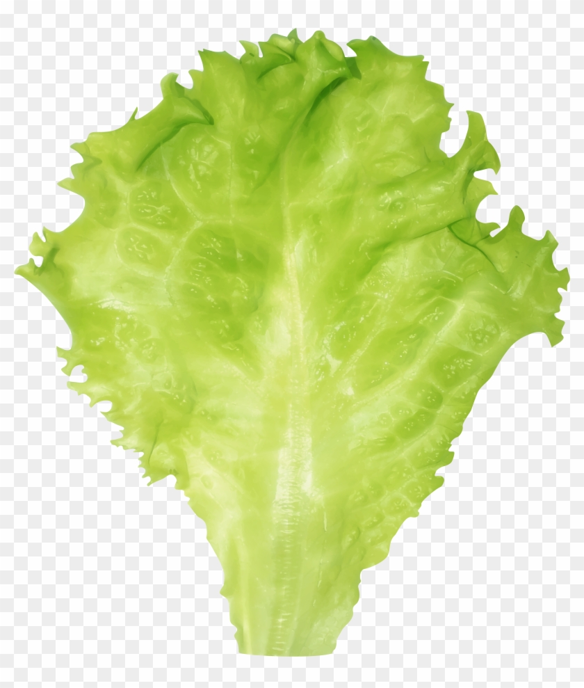 Lettuce Png Clipart Image - Red Leaf Lettuce Transparent Png #3879895