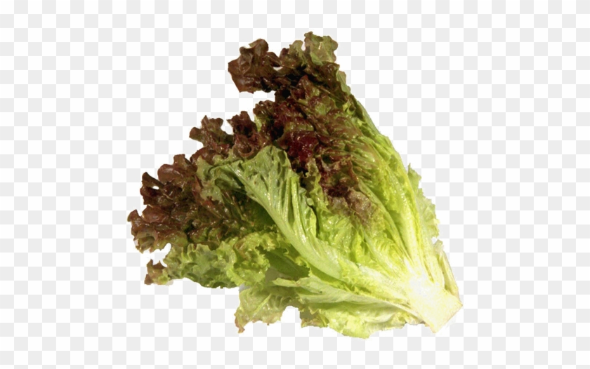 Lettuce Red - Lettuce Clipart