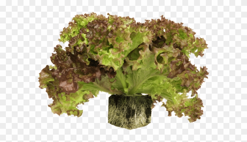 Root Ball Lettuce - Red Leaf Lettuce Clipart #3880042