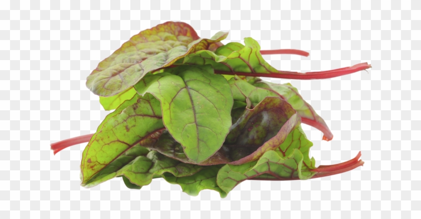 Storage Temperatures - Spinach Clipart #3880315