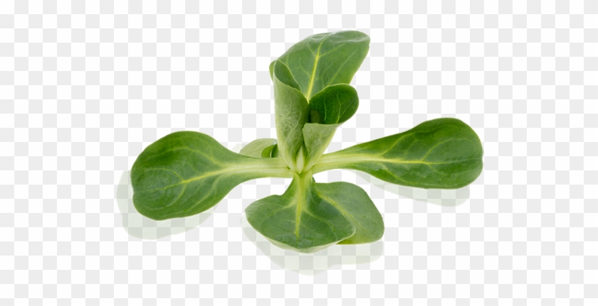 Canonigos Png Clipart