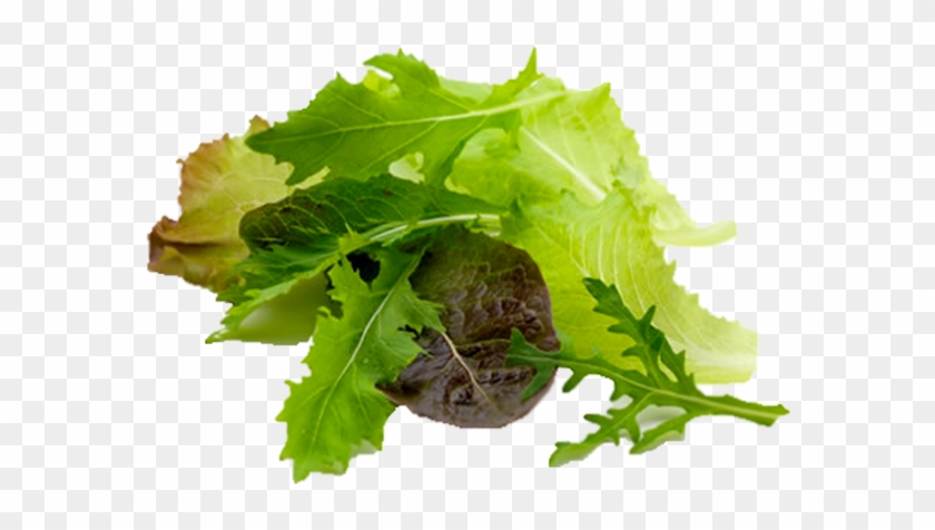 Babyleaf - Baby Leaf Clipart #3880381