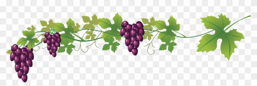 Wine Common Grape Royalty Free Clip Art - Weinrebe Clipart - Png Download