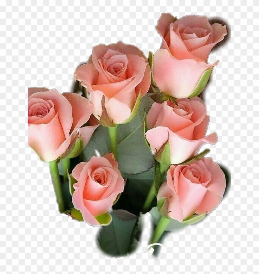 #flores #rosas - Beautiful Good Morning Happy Sunday Clipart #3881740