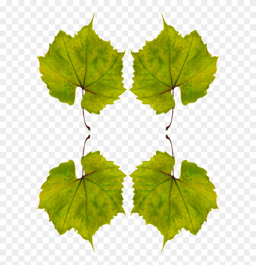 Planta De Uva Hojas Clipart #3881933