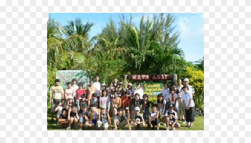 Attalea Speciosa Clipart #3881969