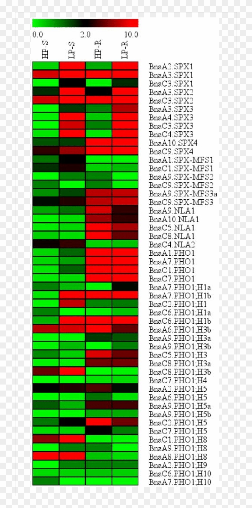Expression Profile Of Bnaspx Genes In Response To Pi - Carmine Clipart #3882001