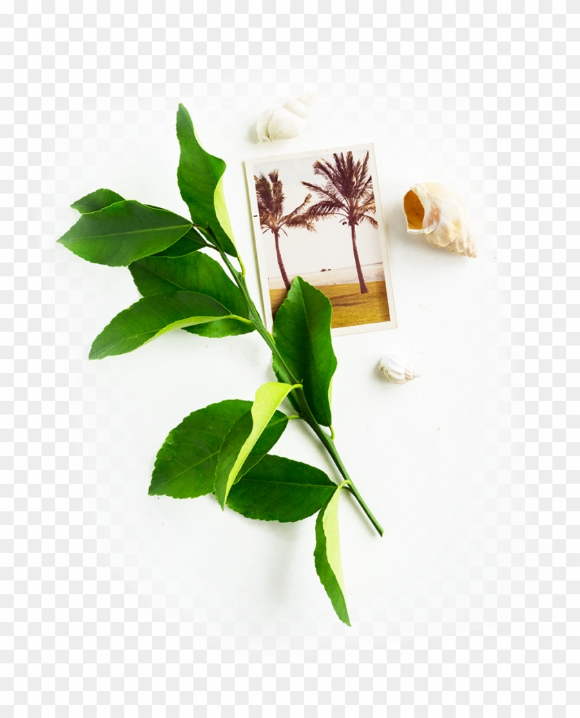 Image Is Not Available - Bay Laurel Clipart